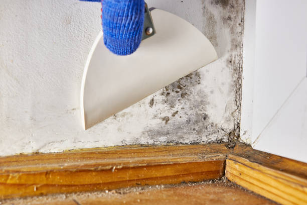 Best Black Mold Removal  in Macon, MS