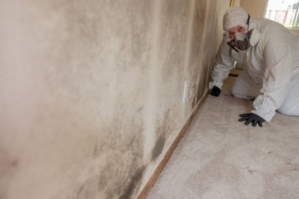 Best Industrial Mold Remediation  in Macon, MS